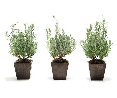 Lavendar Pots